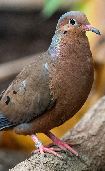 PROYECTO PALOMA DE SOCORRO